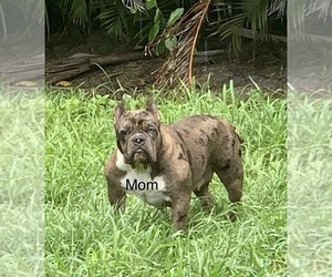 Mother of the American Bully puppies born on 10/06/2022