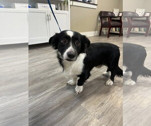 Mutt Dogs for adoption in Emmett, ID, USA