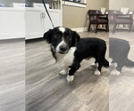 Small Mutt