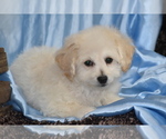 Small #2 Bichpoo