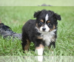 Small #2 Miniature Australian Shepherd