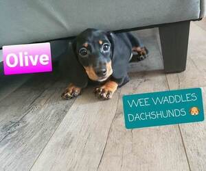 Dachshund Puppy for sale in WALLACE, CA, USA