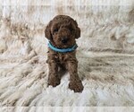 Puppy Blue Collar Poodle (Miniature)