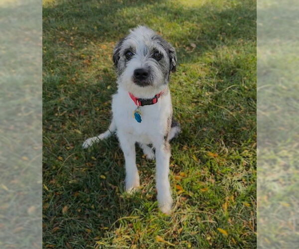 Medium Photo #2 Australian Shepherd-Unknown Mix Puppy For Sale in Grafton, WI, USA