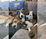 Small #3 American Pit Bull Terrier-Labrador Retriever Mix