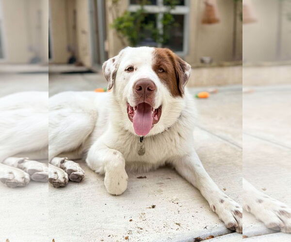 Medium Photo #1 Great Pyrenees-Unknown Mix Puppy For Sale in Corona, CA, USA
