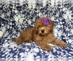 Small #2 Cavapoo