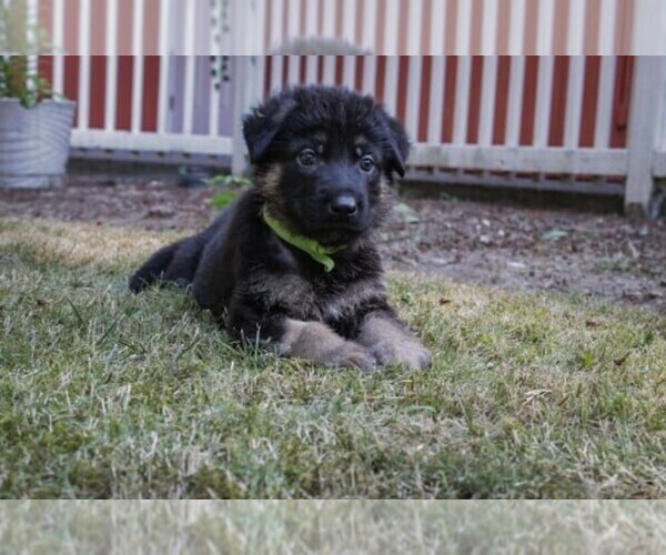 Medium Photo #6 German Shepherd Dog Puppy For Sale in OLYMPIA, WA, USA