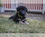Small Photo #6 German Shepherd Dog Puppy For Sale in OLYMPIA, WA, USA