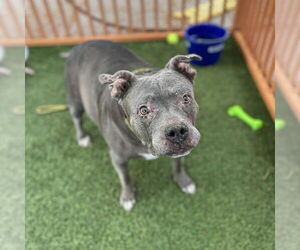 Mutt Dogs for adoption in Las Vegas, NV, USA