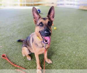 German Shepherd Dog-Unknown Mix Dogs for adoption in West Palm Beach, FL, USA