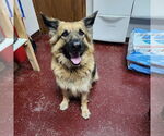 Small #37 German Shepherd Dog