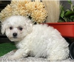 Small #2 Bichon Frise
