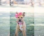 Small #12 Labrador Retriever Mix