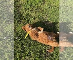 Small Photo #13 Cavapoo Puppy For Sale in BOWLING GREEN, KY, USA