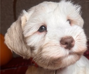 Schnauzer (Miniature) Litter for sale in FAIRFIELD, CA, USA