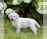 Small #3 Labrador Retriever