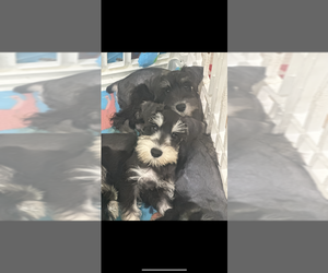 Schnauzer (Miniature) Puppy for Sale in SARASOTA, Florida USA