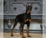 Small #2 Doberman Pinscher