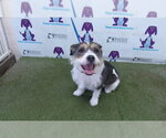 Small #1 Mutt