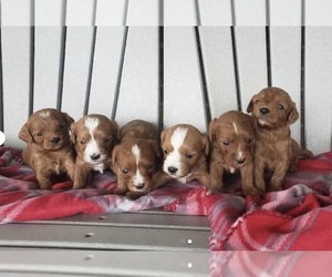 Cavapoo (Miniature) Puppy for Sale in MILLERSBURG, Ohio USA