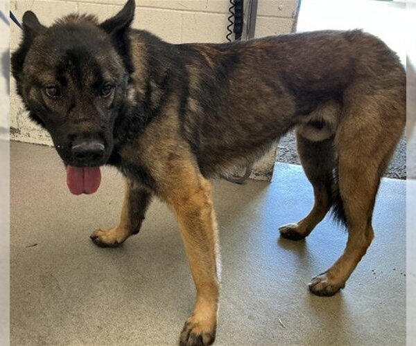Medium Photo #1 Akita-German Shepherd Dog Mix Puppy For Sale in San Bernardino, CA, USA
