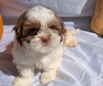 Puppy Dash Shih Tzu
