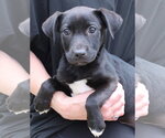 Small Labrador Retriever Mix