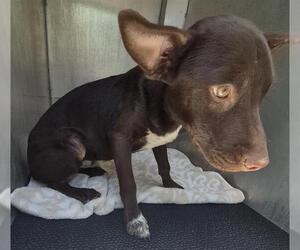 Labrador Retriever-Unknown Mix Dogs for adoption in San Antonio, TX, USA