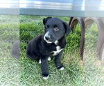 Small #1 Border Collie-Great Pyrenees Mix