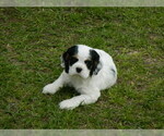 Small Photo #2 Cocker Spaniel Puppy For Sale in BEECH ISLAND, SC, USA