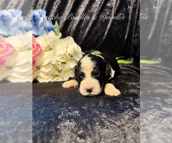 Medium Photo #2 Golden Mountain Doodle  Puppy For Sale in SAINT CLOUD, MN, USA