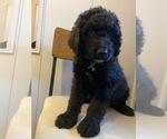 Puppy 3 Bernedoodle-Schnoodle (Giant) Mix