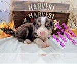 Puppy Pink Collar Border Collie