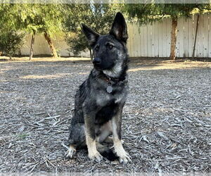 German Shepherd Dog Dogs for adoption in San Diego, CA, USA