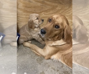 Golden Retriever Puppy for sale in COON VALLEY, WI, USA