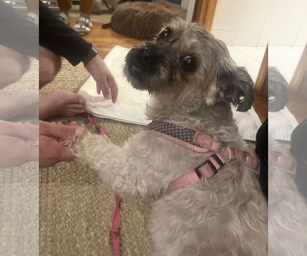 Medium Photo #6 Shih-Poo Puppy For Sale in Staten Island, NY, USA