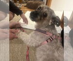 Small #5 Shih-Poo