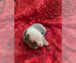 Bulldog Puppy for sale in TUCSON, AZ, USA
