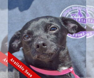 Chiweenie Dogs for adoption in Huntley, IL, USA