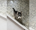 Small Photo #3 Siberian Husky Puppy For Sale in KISSIMMEE, FL, USA