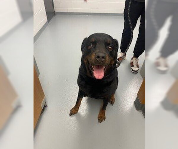 Medium Photo #1 Rottweiler Puppy For Sale in St. Cloud, FL, USA