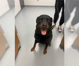 Rottweiler Dogs for adoption in St. Cloud, FL, USA