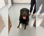 Small Rottweiler