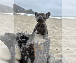 French Bulldog Puppy for sale in HAYWARD, CA, USA