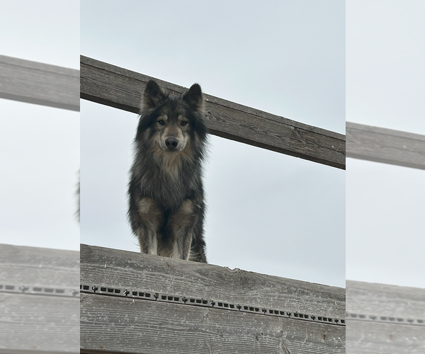 Medium Photo #4 Wolf Hybrid Puppy For Sale in LAMAR, CO, USA