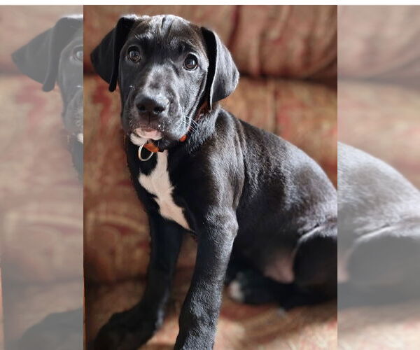 Medium Photo #3 Labrador Retriever-Unknown Mix Puppy For Sale in Hillsboro, MO, USA