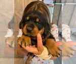 Small Photo #5 Rottweiler Puppy For Sale in DELAND, FL, USA