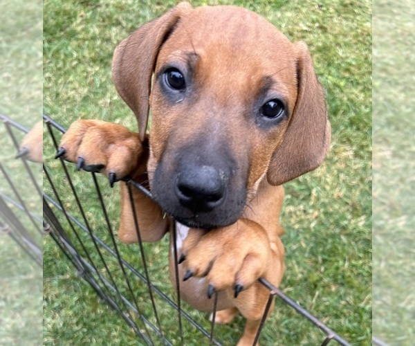 Medium Photo #6 Rhodesian Ridgeback Puppy For Sale in RIVERSIDE, CA, USA