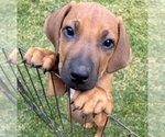 Small #5 Rhodesian Ridgeback